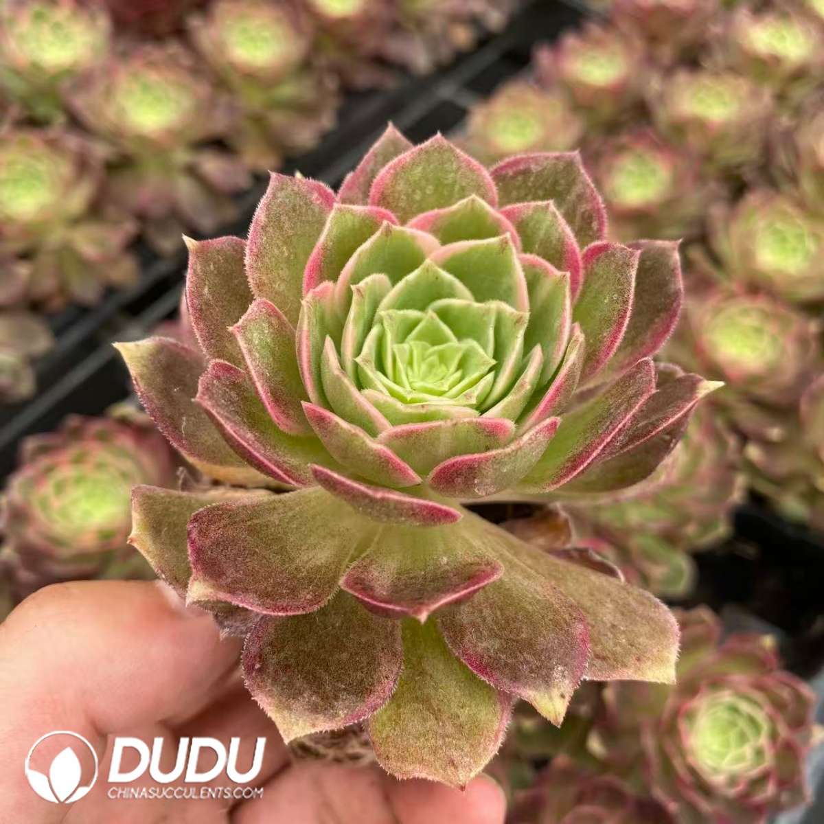 09445D65201.jpg 32pcs Aeonium Kaleidoscope Variegated Seedlings - 画像 (1)