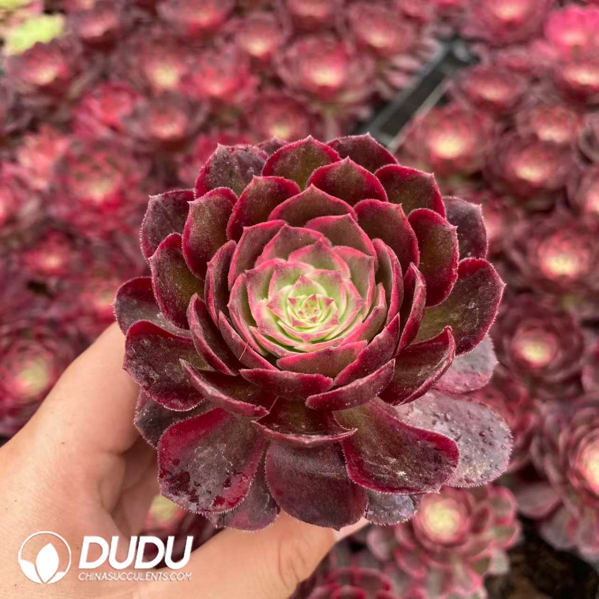 09446D65201.jpg 32pcs Aeonium Red Cat Variegated Seedlings - 画像 (1)