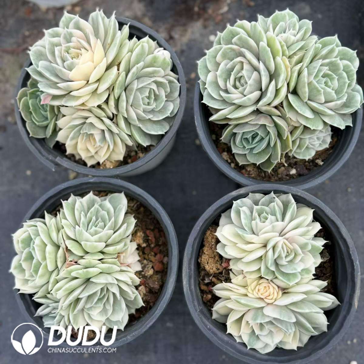 09460D90201.jpg Echeveria Onslow Variegated 3-4 Heads Clustering - 画像 (1)