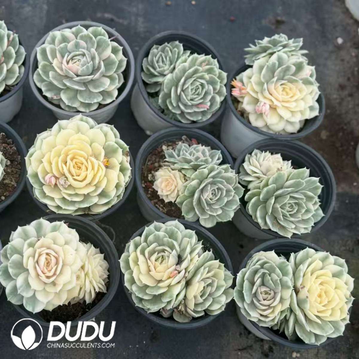 09461D90201.jpg Echeveria Onslow Variegated - 画像 (1)