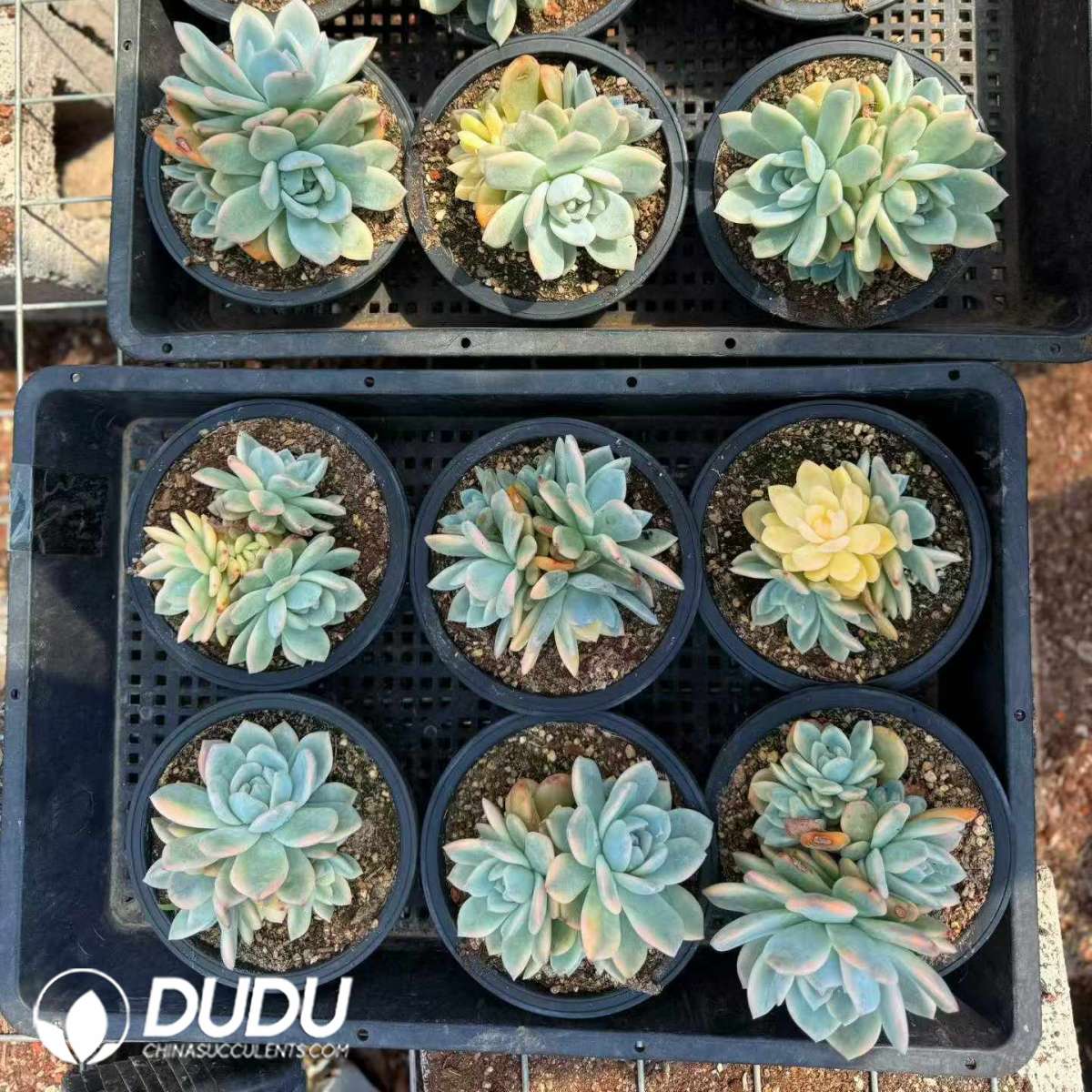09463D150201.jpg Echeveria Monroe Variegated 3-5 Heads Clustering - 画像 (1)