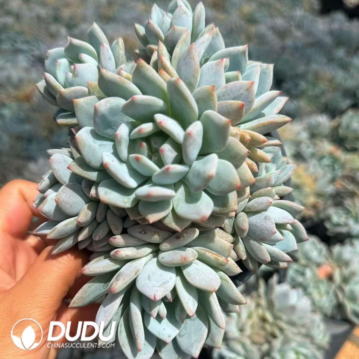 09468D120201.jpg Echeveria Star Orange 7+ Heads Clustering - 画像 (1)