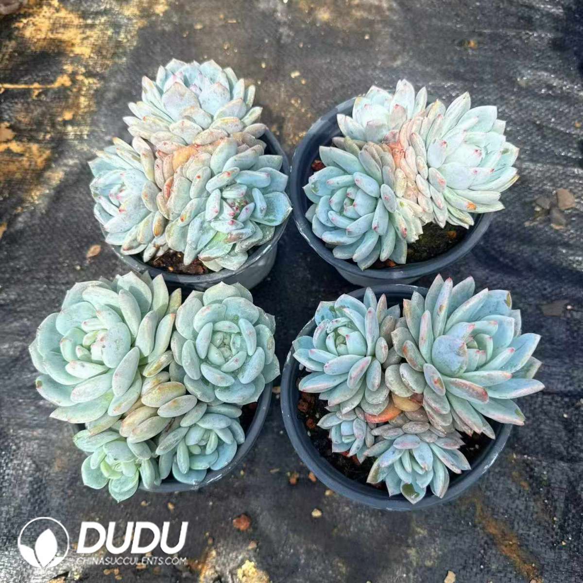 09469D120201.jpg Echeveria Star Orange 3-4 Heads Clustering - 画像 (1)