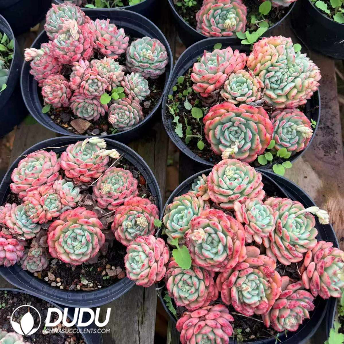 09471D180201.jpg Echeveria Hani Cristata - 画像 (1)
