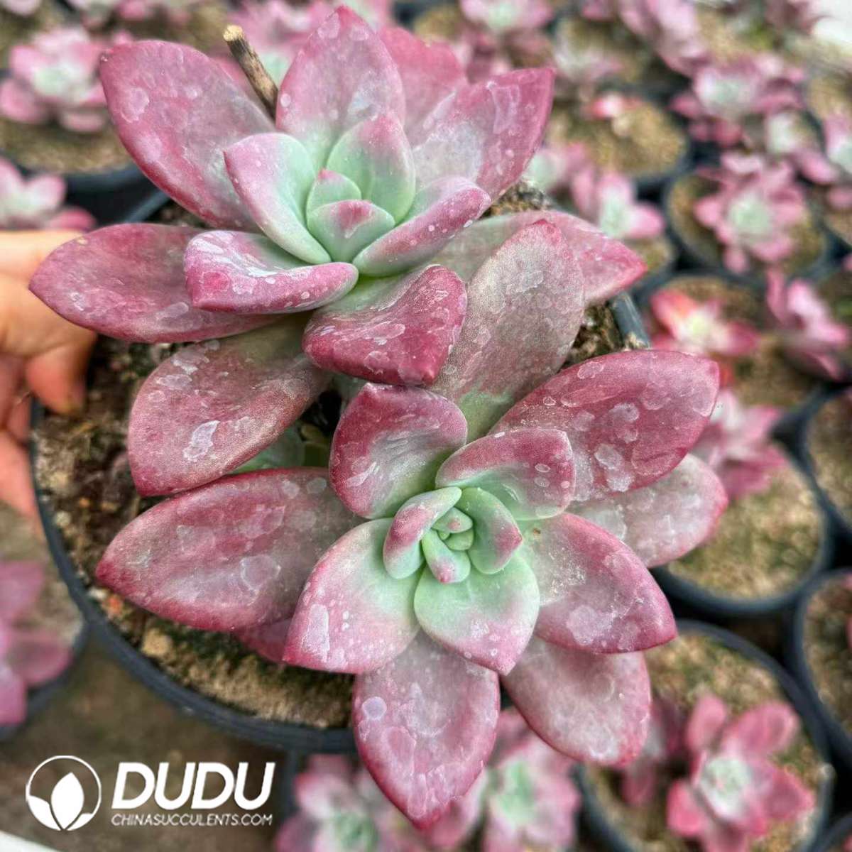 09472D180201.jpg Echeveria Hephaestus 2-3 Heads - 画像 (1)