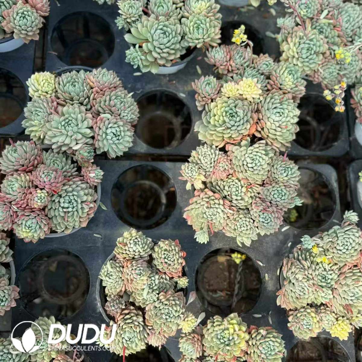 09473D120201.jpg Echeveria setosa v. demenita Variegated Clustering - 画像 (1)