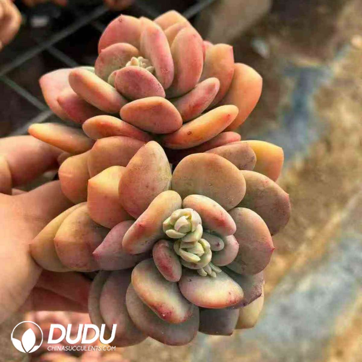 09474D90201.jpg Echeveria Day and Night Galaxy Monstrose Variegated Double Heads - 画像 (1)