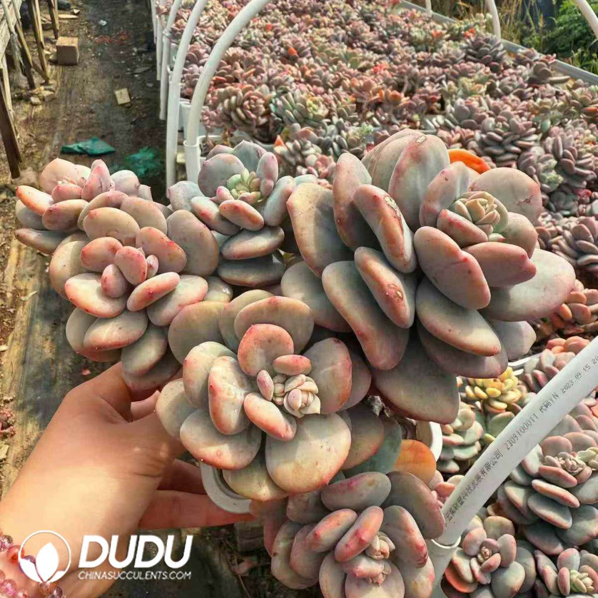 09475D120201.jpg Echeveria Day and Night Galaxy Monstrose Variegated 5+ Heads Clustering - 画像 (1)