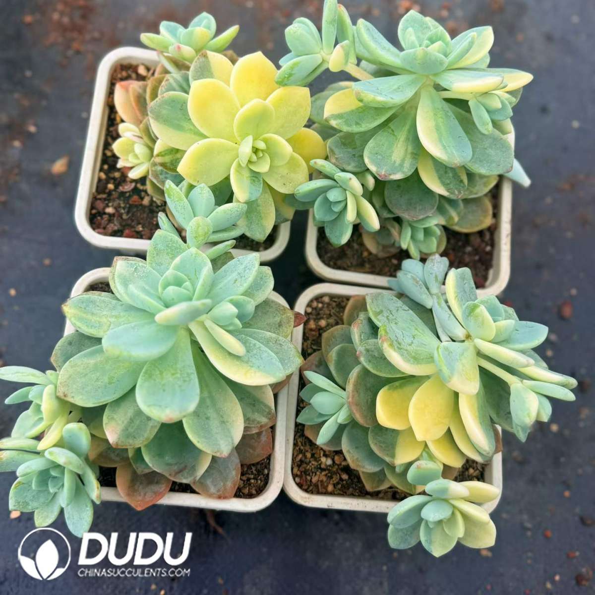 09476D120201.jpg Echeveria Cold Night Variegated 3-5 Heads Clustering - 画像 (1)