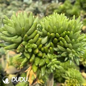 Orostachys Furong Green Cristata