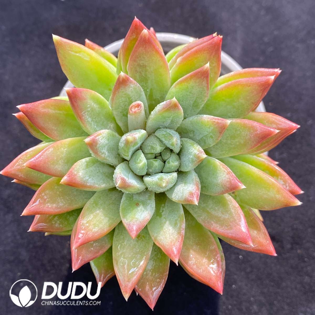 09484D90201.jpg Pachyphytum Dark Fringe Monster - 画像 (1)