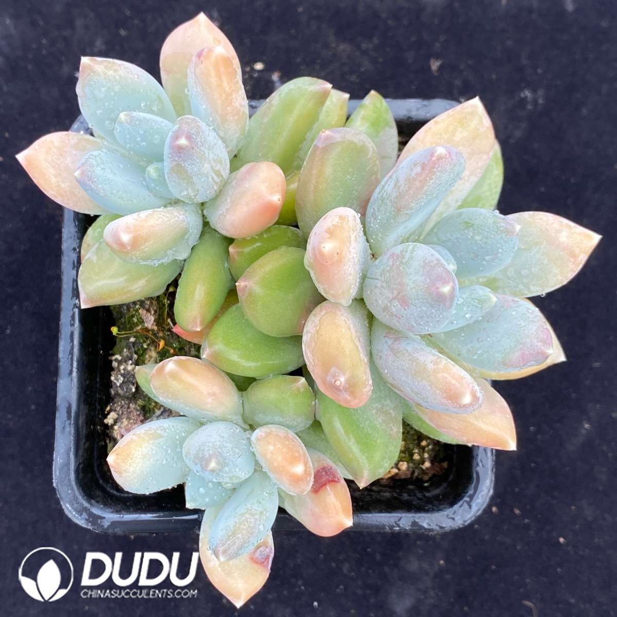 09513D90201.jpg Pachyphytum Tricolor Clustering - 画像 (1)