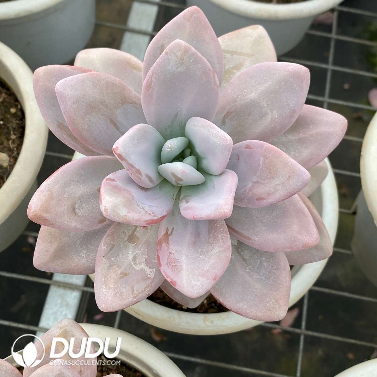 09559D150201.jpg Graptoveria Pink Rabbit - 画像 (1)