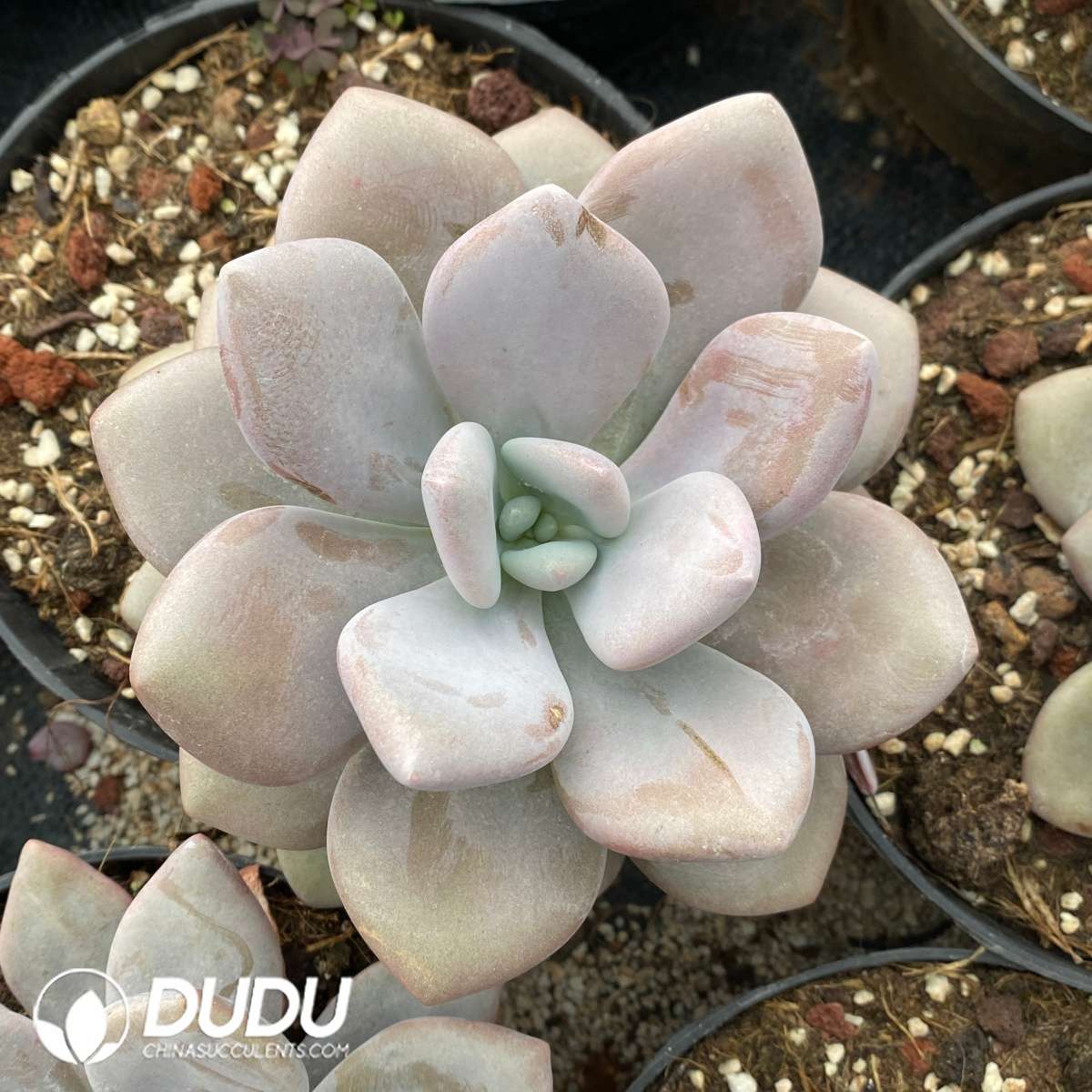 09560D130201.jpg Graptoveria Pink Rabbit - 画像 (1)