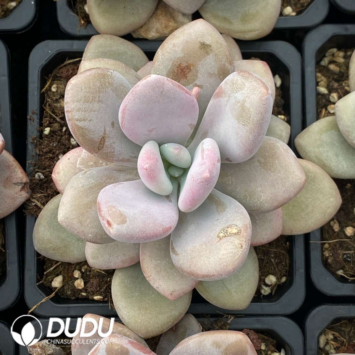 09561D90201.jpg Graptoveria Pink Rabbit - 画像 (1)