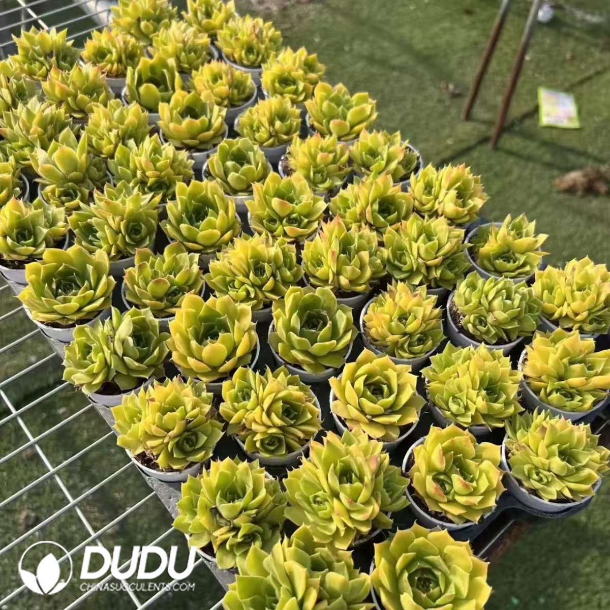09566D50201.jpg Sempervivum Cheese Bun Single or Double randomly - 画像 (1)