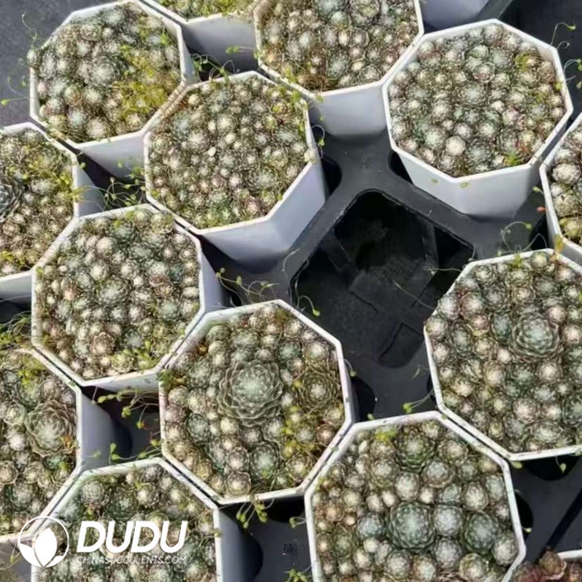 09572D70201.jpg Sempervivum Soft Drift - 画像 (1)