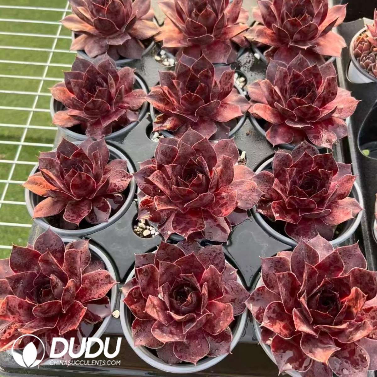 09577D90201.jpg Sempervivum Leopard - 画像 (1)