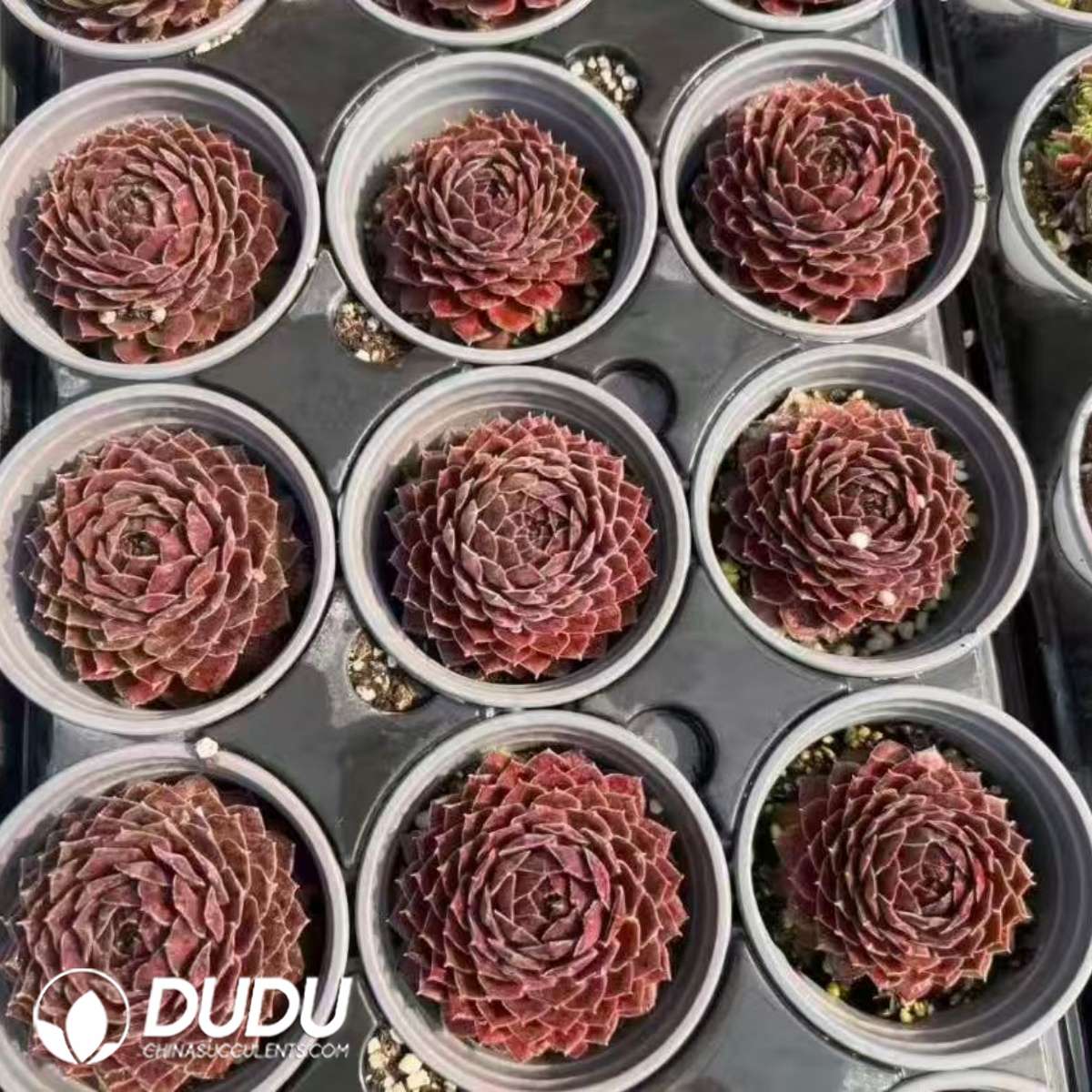 09579D90201.jpg Sempervivum Red Velvet Baby - 画像 (1)
