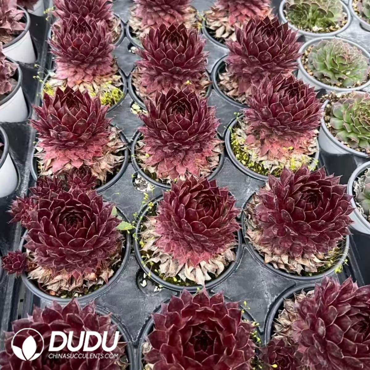 09582D90201.jpg Sempervivum Orange Light - 画像 (1)