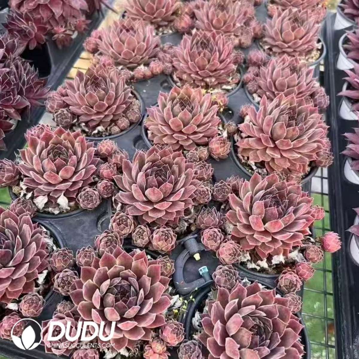 09584D90201.jpg Sempervivum Orange Button - 画像 (1)