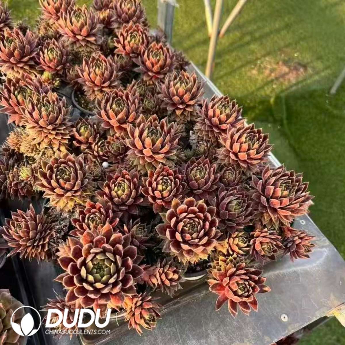 09585D90201.jpg Sempervivum Chandra - 画像 (1)
