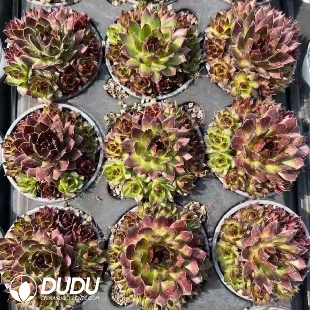 09586D90201.jpg Sempervivum - 画像 (1)
