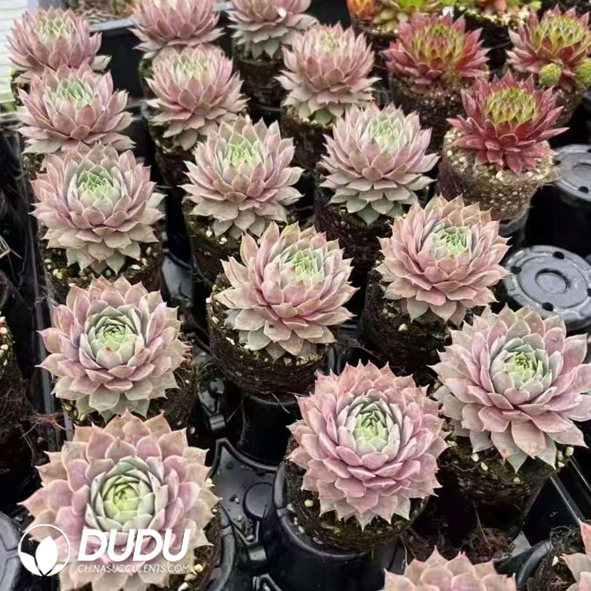 09587D90201.jpg Sempervivum Sempervivum Lilac Time - 画像 (1)