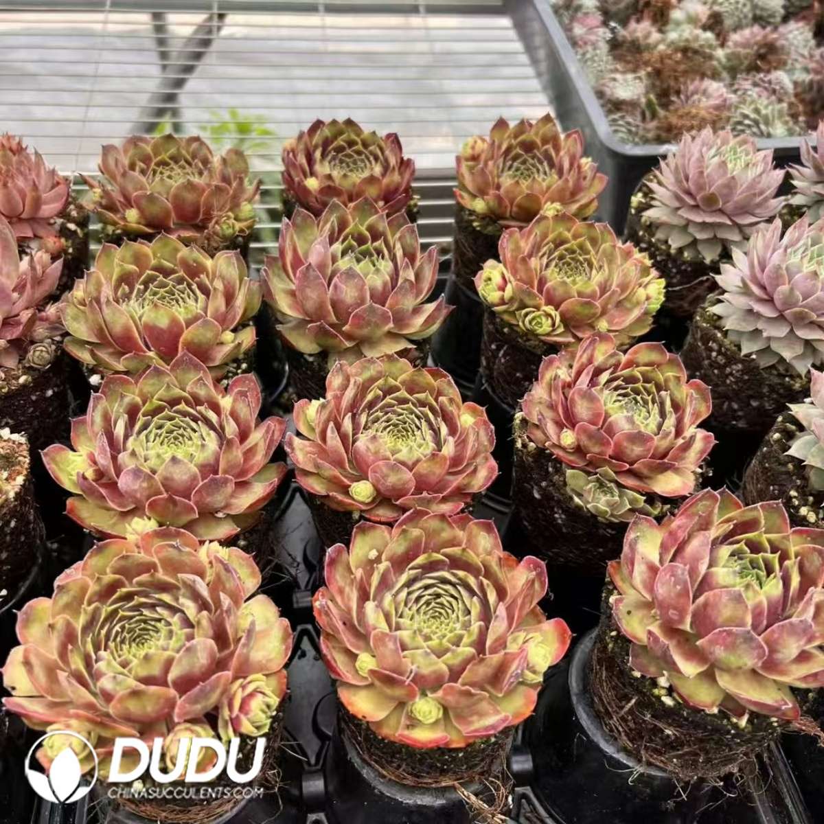 09588D90201.jpg Sempervivum Hailin - 画像 (1)