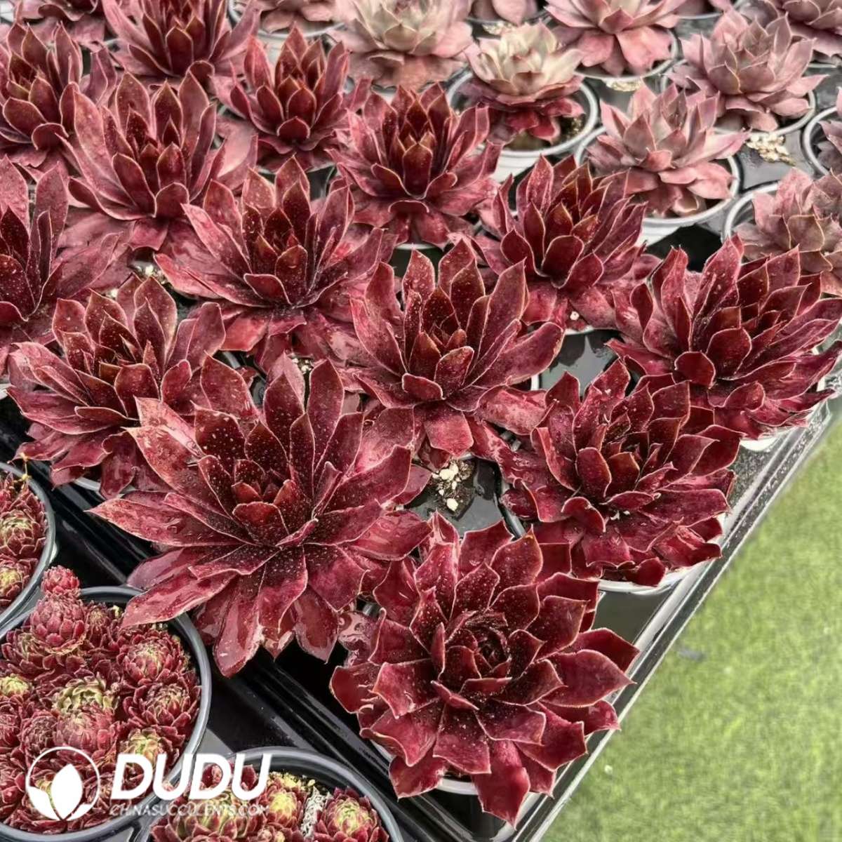 09590D90201.jpg Sempervivum Chuizhi Jewellery - 画像 (1)