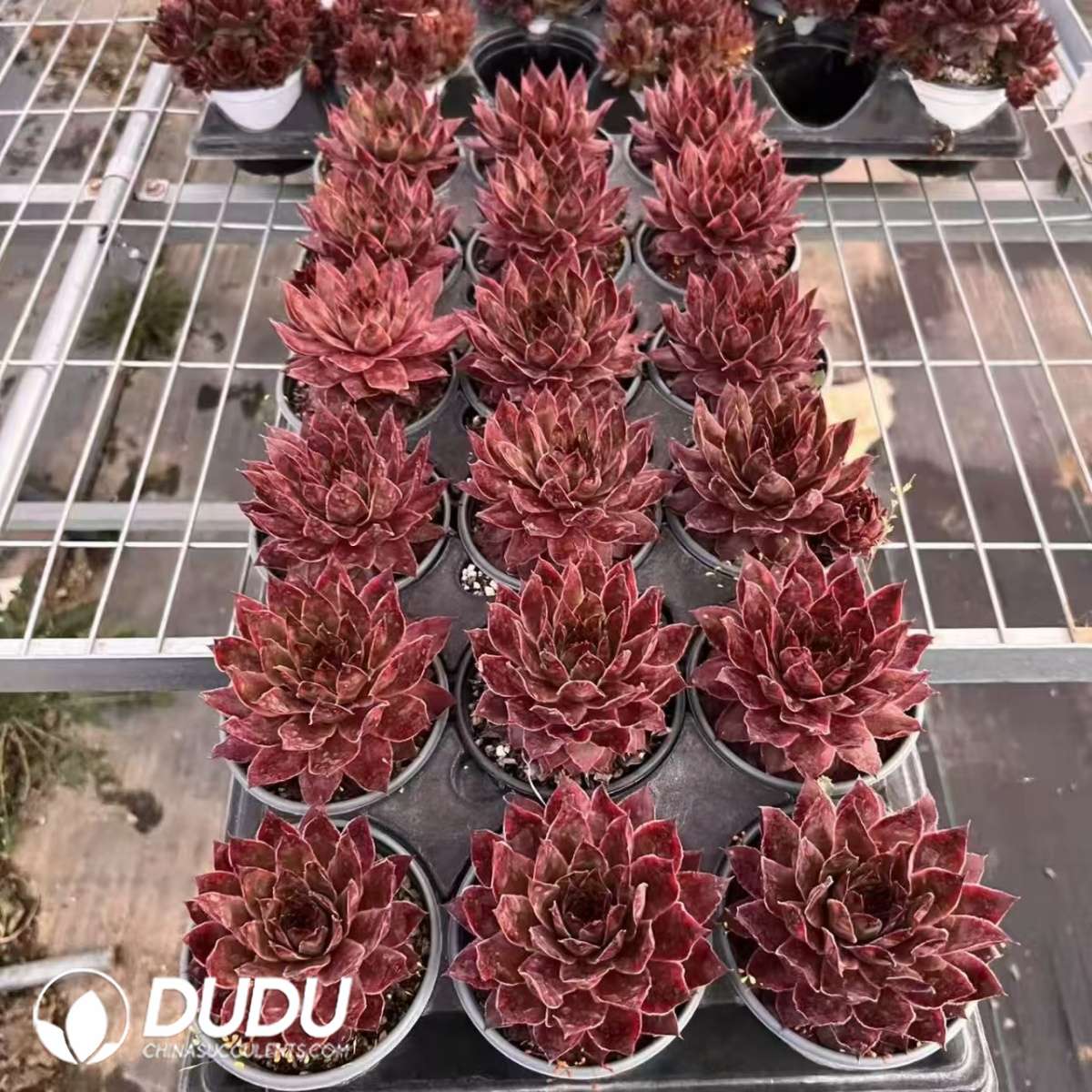 09591D90201.jpg Sempervivum Adamina - 画像 (1)