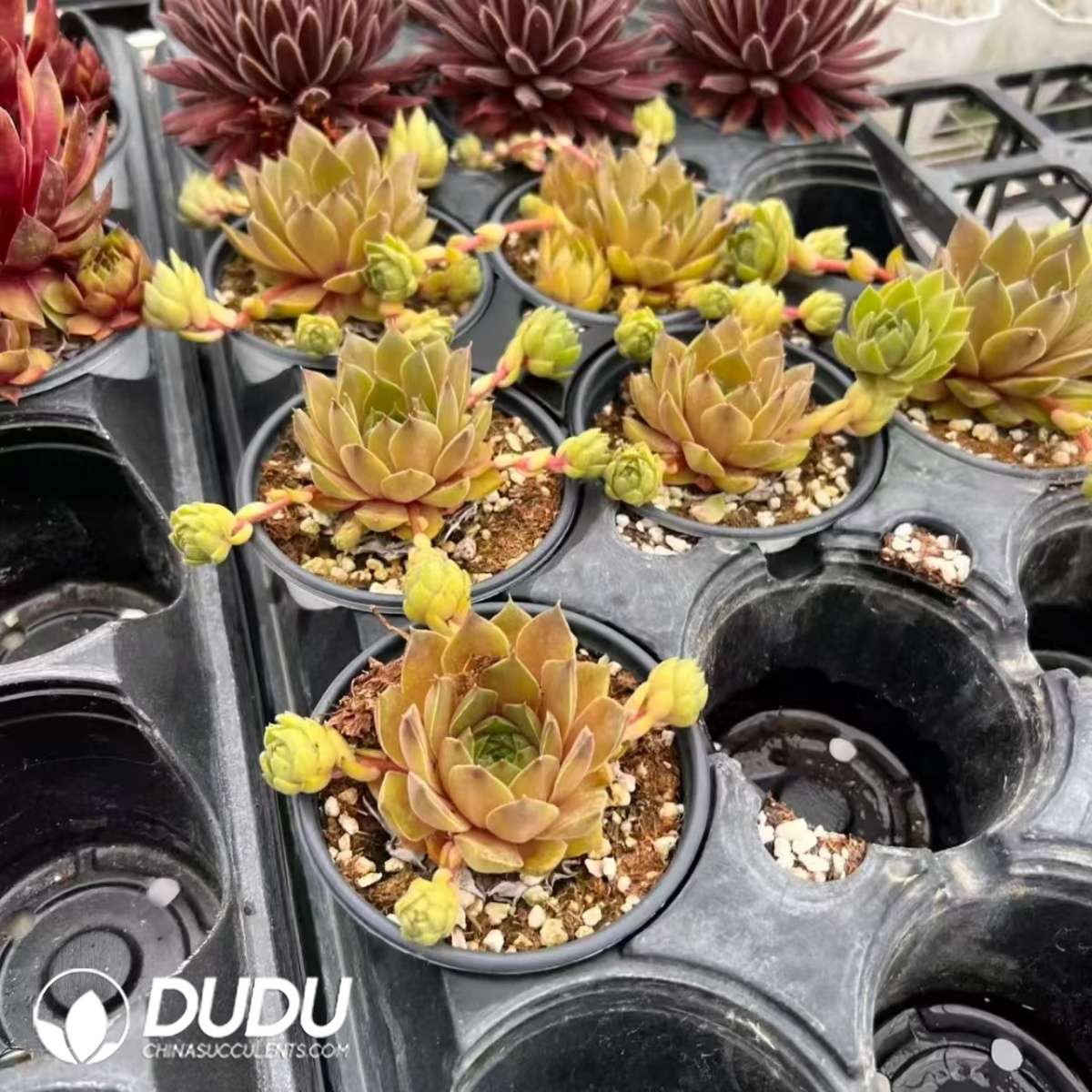09592D90201.jpg Sempervivum Alchemist - 画像 (1)