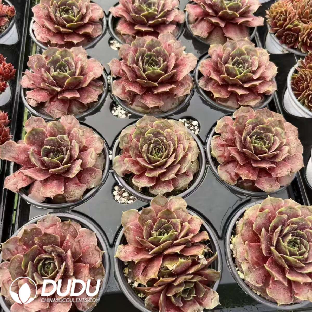 09594D90201.jpg Sempervivum Wiqita - 画像 (1)