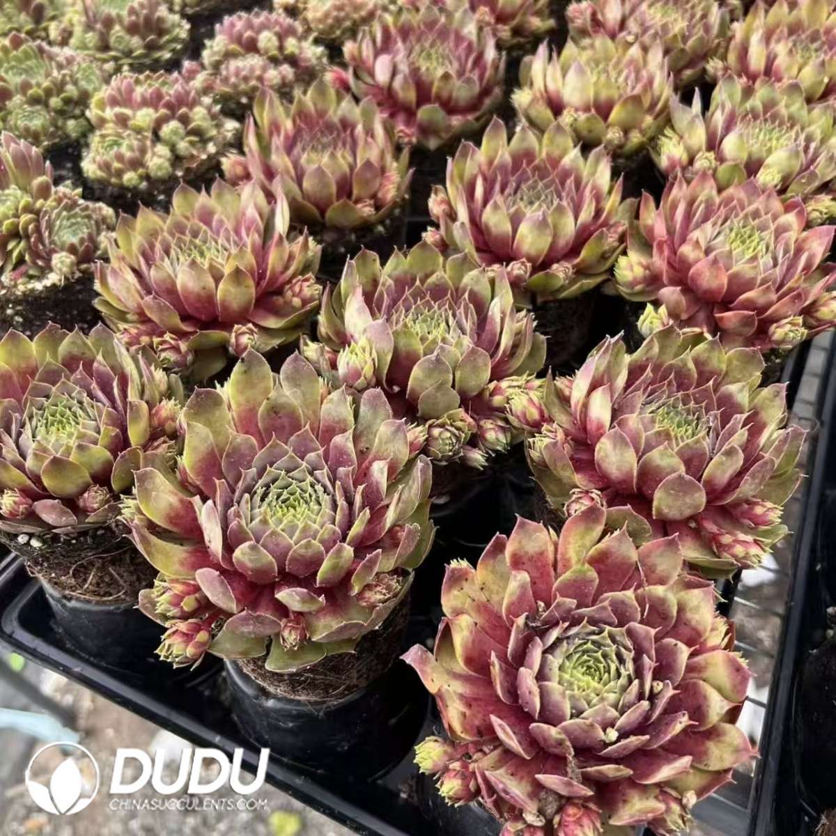 09595D90201.jpg Sempervivum Del Fuego - 画像 (1)