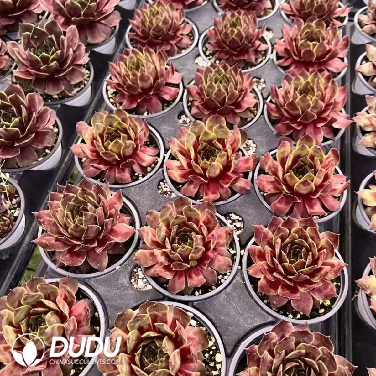 09597D90201.jpg Sempervivum Teddy Bear - 画像 (1)