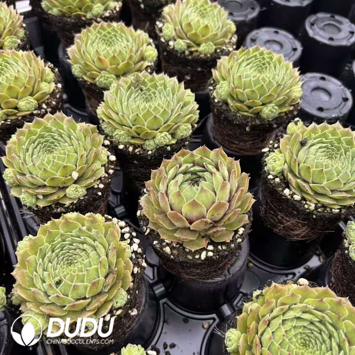 09598D90201.jpg Sempervivum Iodophenol - 画像 (1)