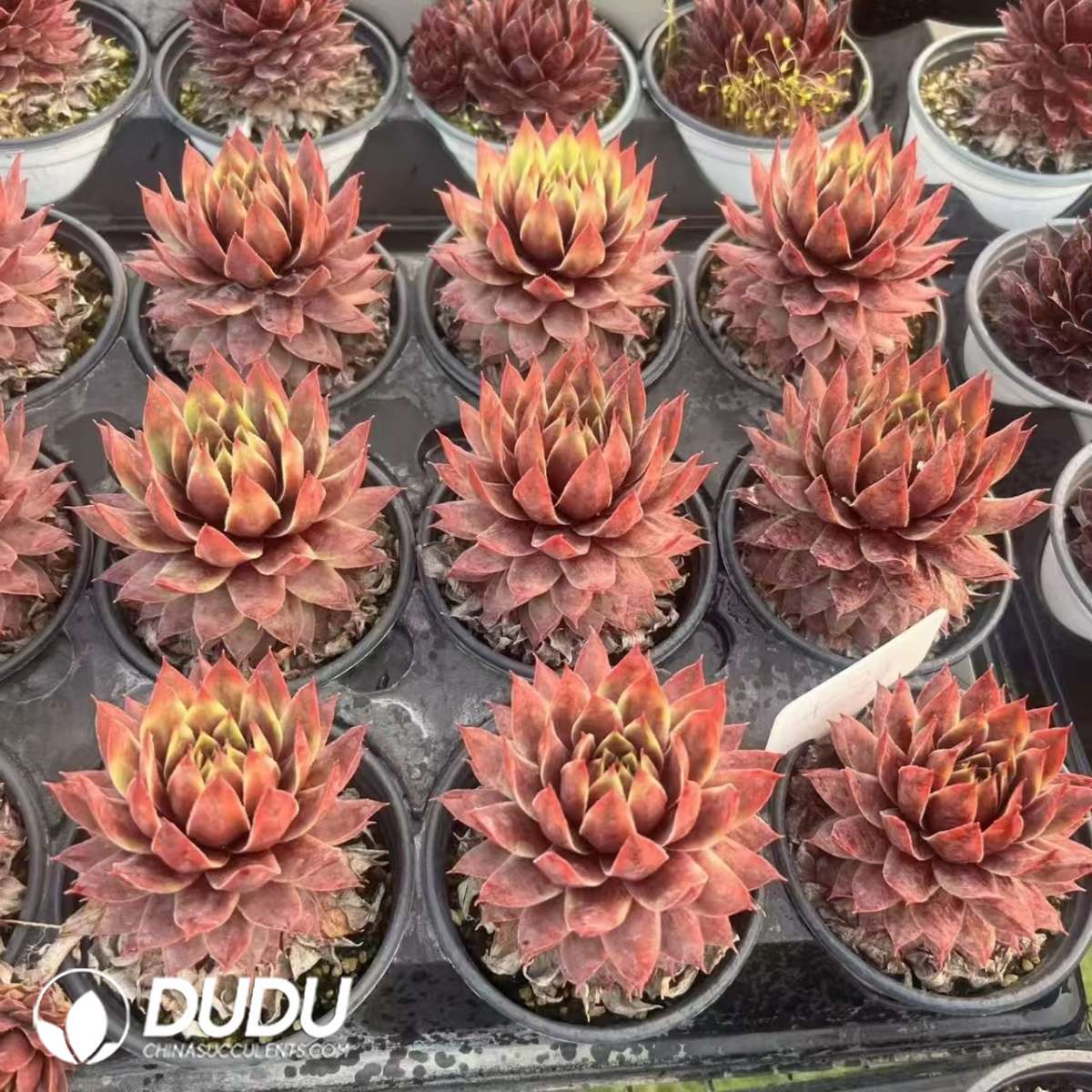 09600D90201.jpg Sempervivum Killer - 画像 (1)