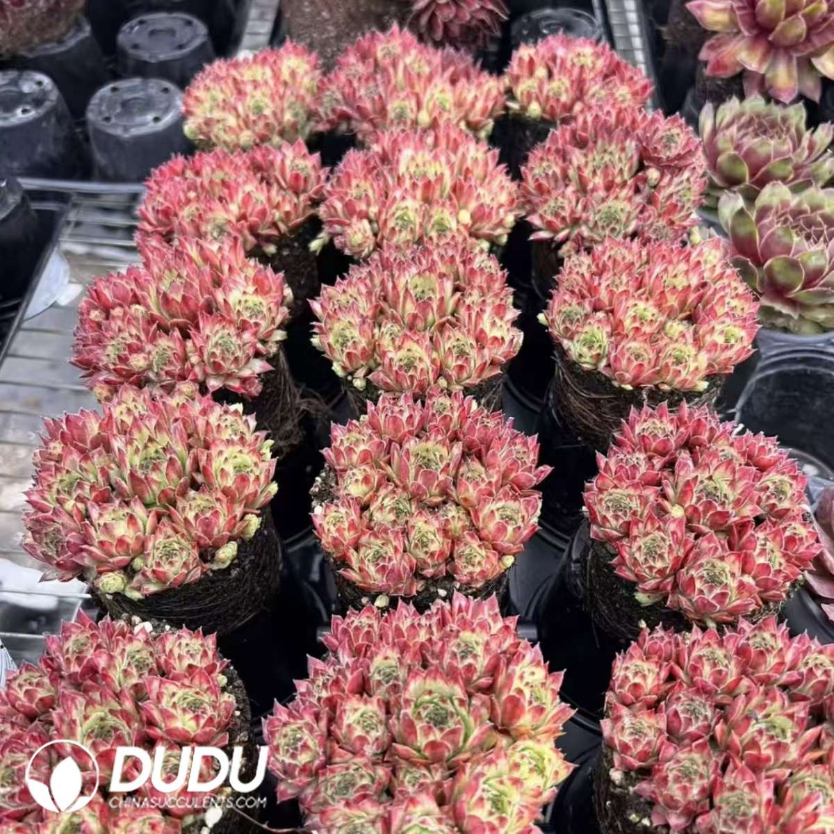 09601D90201.jpg Sempervivum Doctor Variegated - 画像 (1)