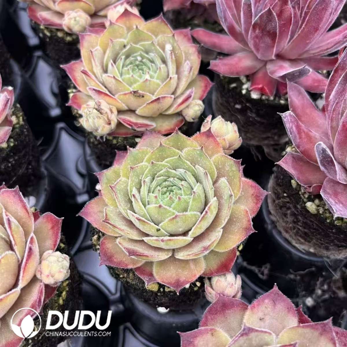 09603D90201.jpg Sempervivum Sand Dune - 画像 (1)