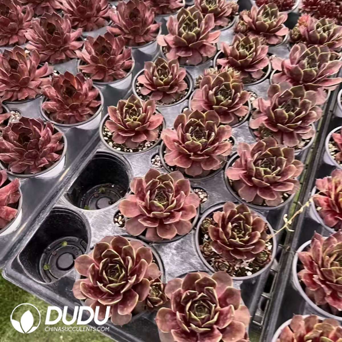 09605D90201.jpg Sempervivum Lavender Queen - 画像 (1)