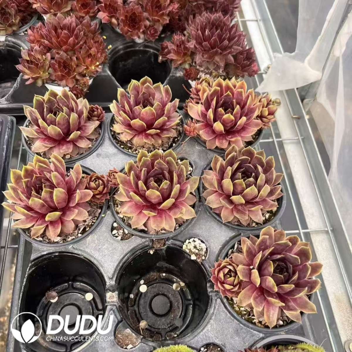 09607D90201.jpg Sempervivum Treasure - 画像 (1)