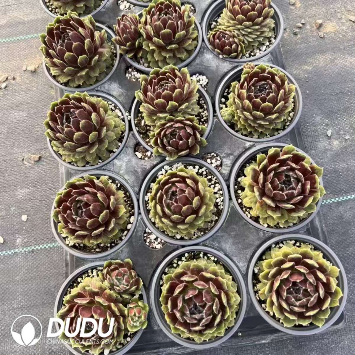09608D90201.jpg Sempervivum Euro Hey Hey - 画像 (1)