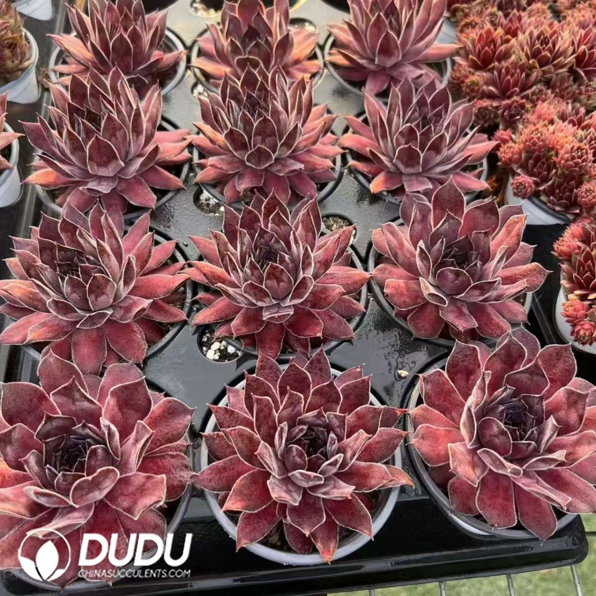 09609D90201.jpg Sempervivum Brook Single Head - 画像 (1)