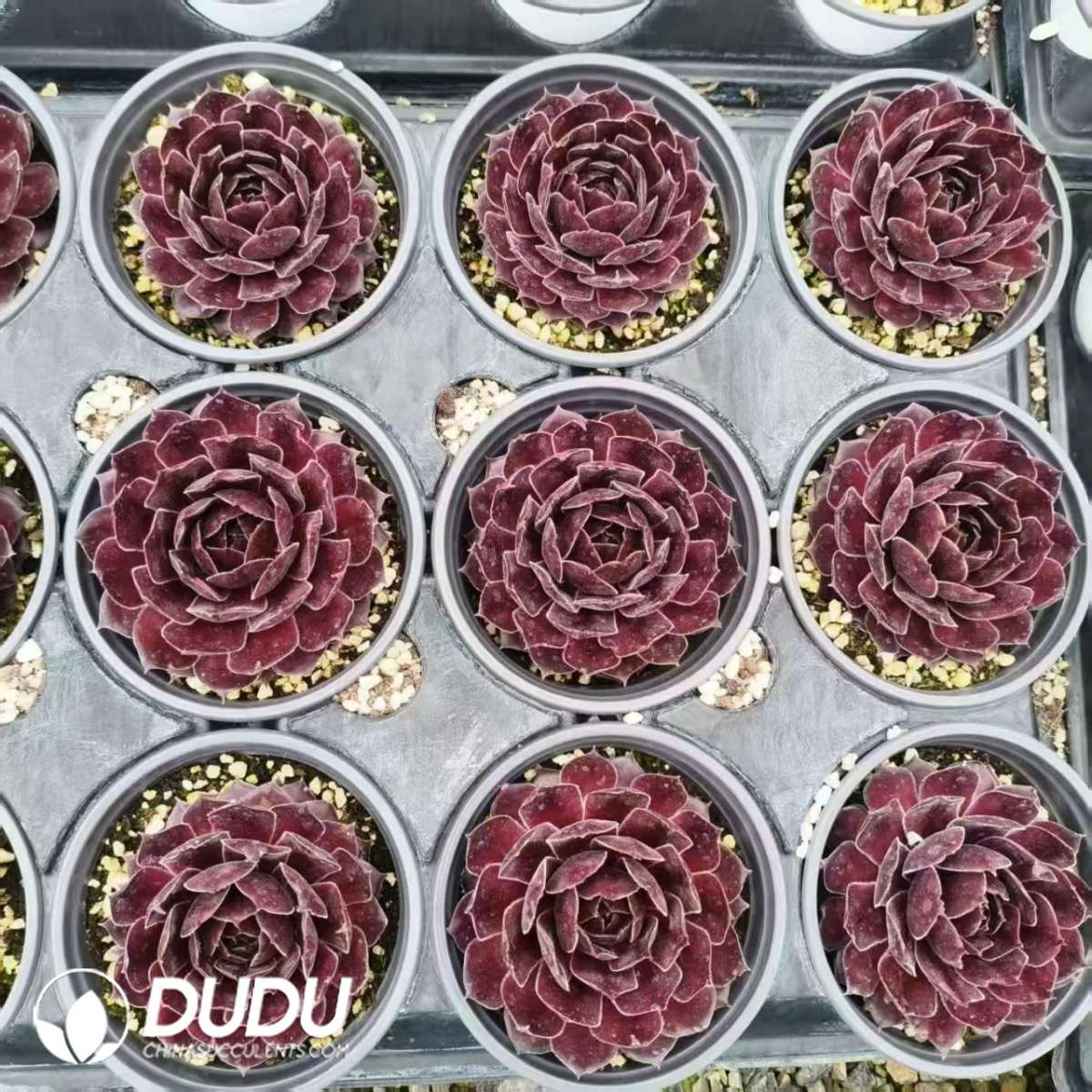 09613D90201.jpg Sempervivum Bloody Mary - 画像 (1)