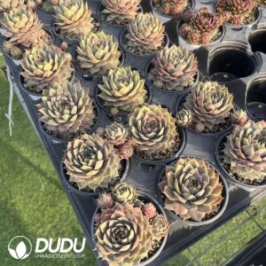 Sempervivum Continent Expo