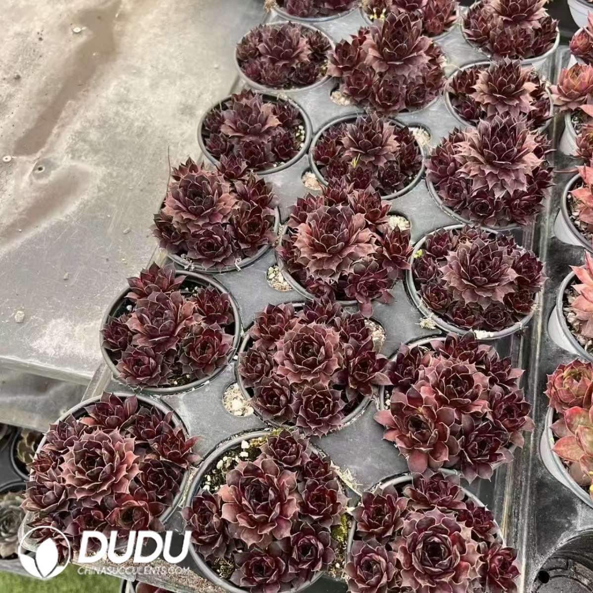 09615D90201.jpg Sempervivum Intensity - 画像 (1)