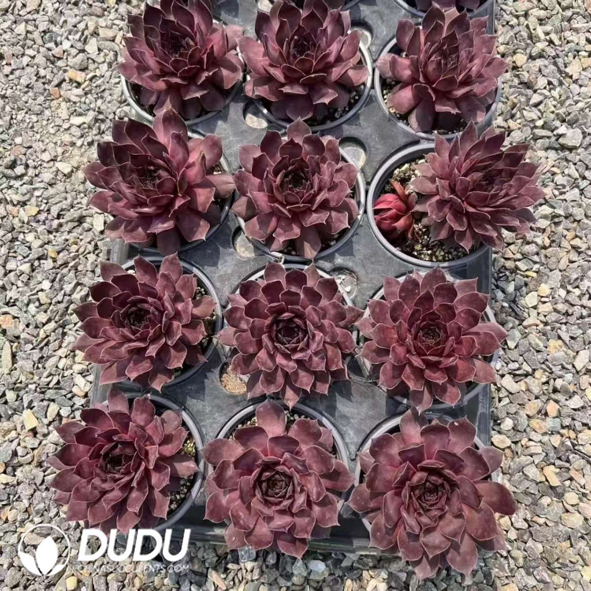 09618D90201.jpg Sempervivum Legolas - 画像 (1)