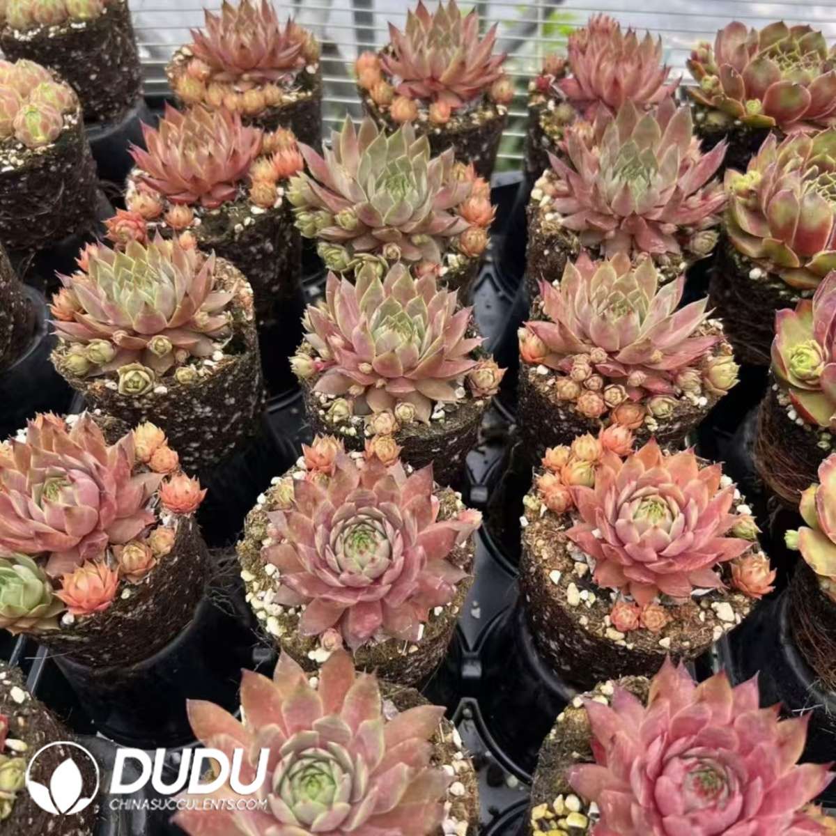 09624D90201.jpg Sempervivum Pink Flamingo - 画像 (1)