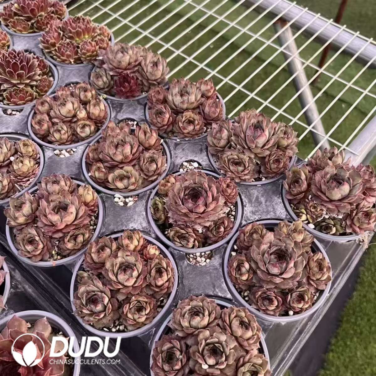 09625D90201.jpg Sempervivum Betel Nut - 画像 (1)
