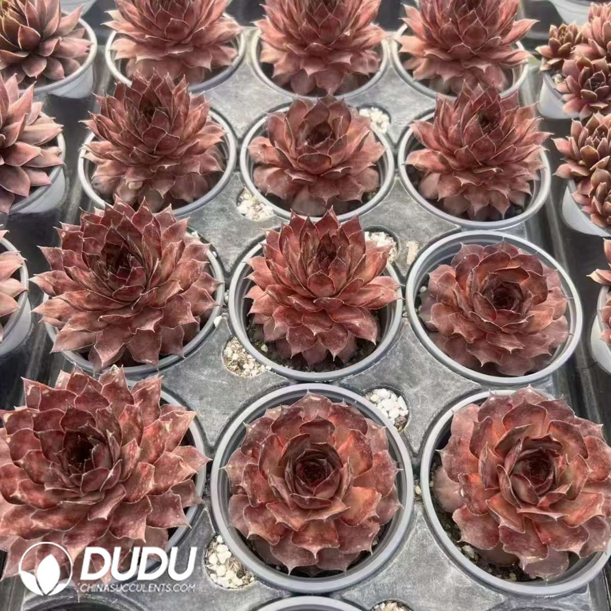 09628D90201.jpg Sempervivum Dakota - 画像 (1)